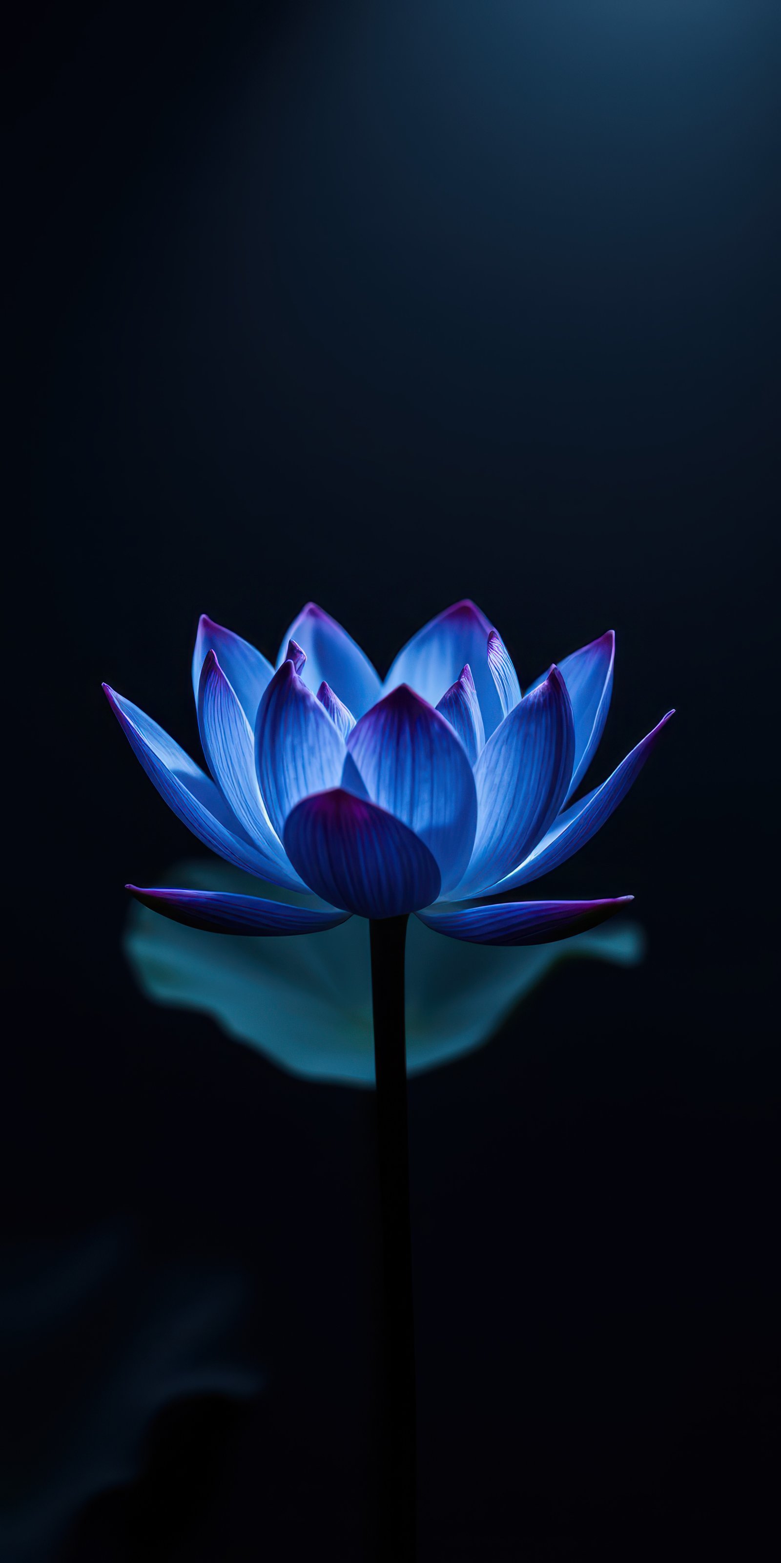 Beautiful blue lotus flower illuminated against a dark background showcasing intricate petal details